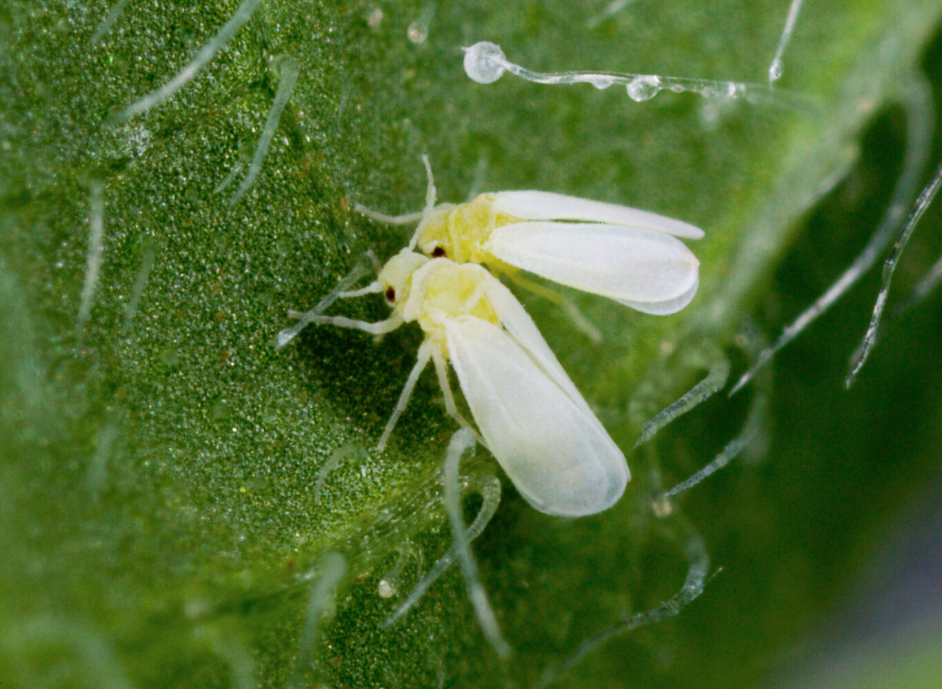 Whitefly Path To The First Know Horizontal Gene Transfer Between