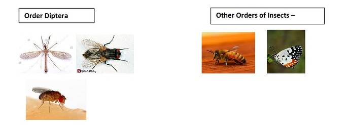 Insecta Diptera