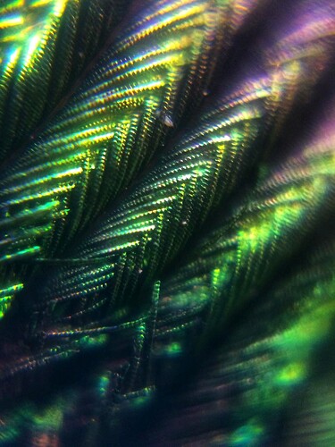 Peacock Feather