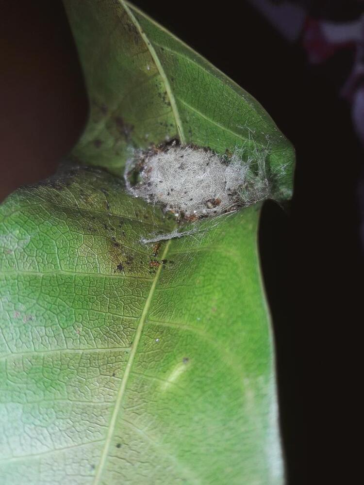 Dasychira mendosa caterpillar on Pomegranate tree - STEM Chat - ChatShaala