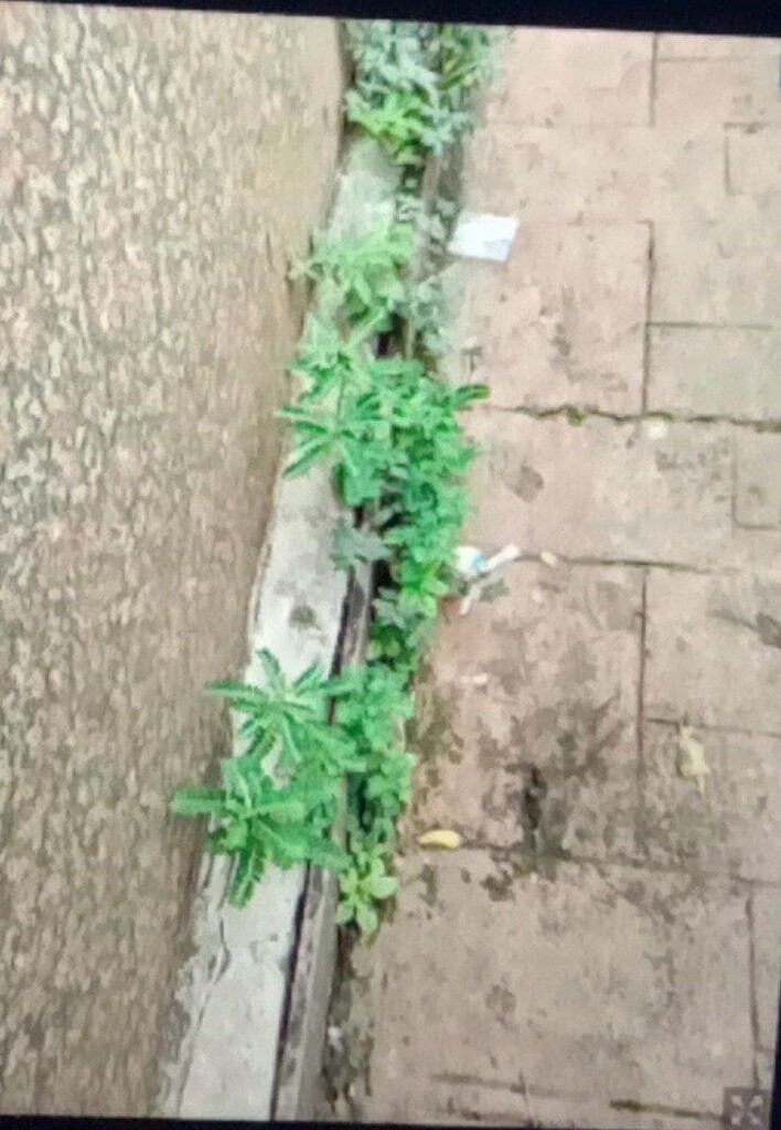 how-to-identify-phyllanthus-cube-chat-chatshaala