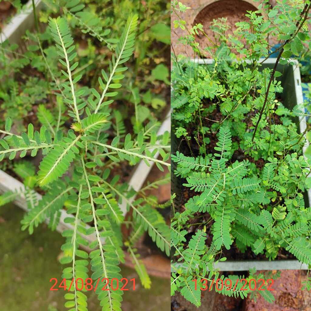 Phyllanthus : Identification - CUBE chat - ChatShaala