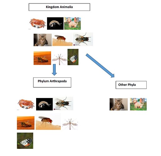 Animalia Arthropoda