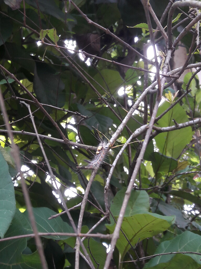 Dasychira mendosa caterpillar on Pomegranate tree - STEM Chat - ChatShaala