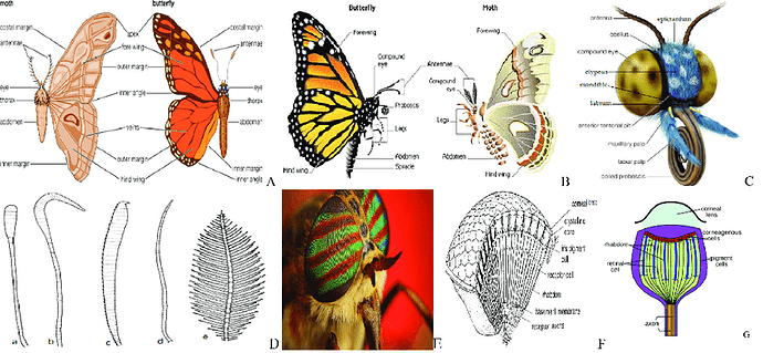 Parts-of-Lepidoptera-body-A-and-B-butterfly-and-moth-C-generalize-mouth-parts-D