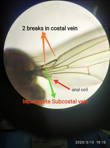 Drosophilidae wing structure (100X)