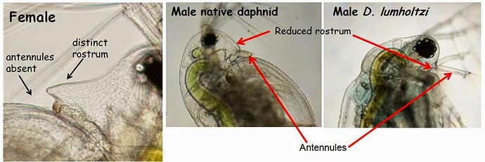 Anatomical%20features%20male%20daphnia%20LM