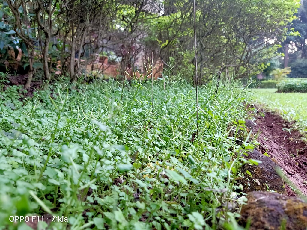 Arabidopsis thaliana model organism image