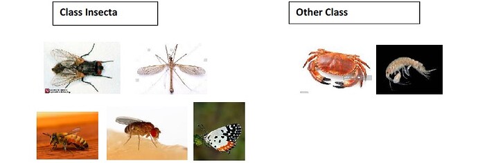 Arthropoda Insecta