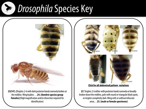 Drosophila species key