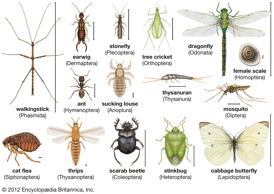 Classification and Identification of Fruit fly Step by Step - Blogs ...