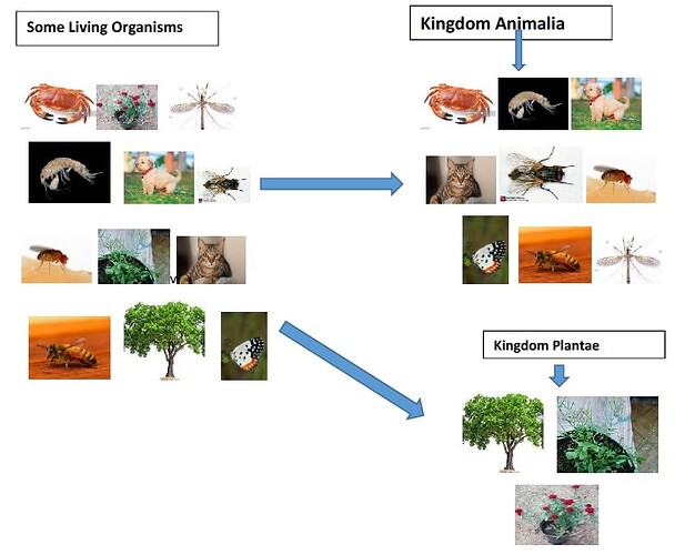 Kingdom Animalia Plantae