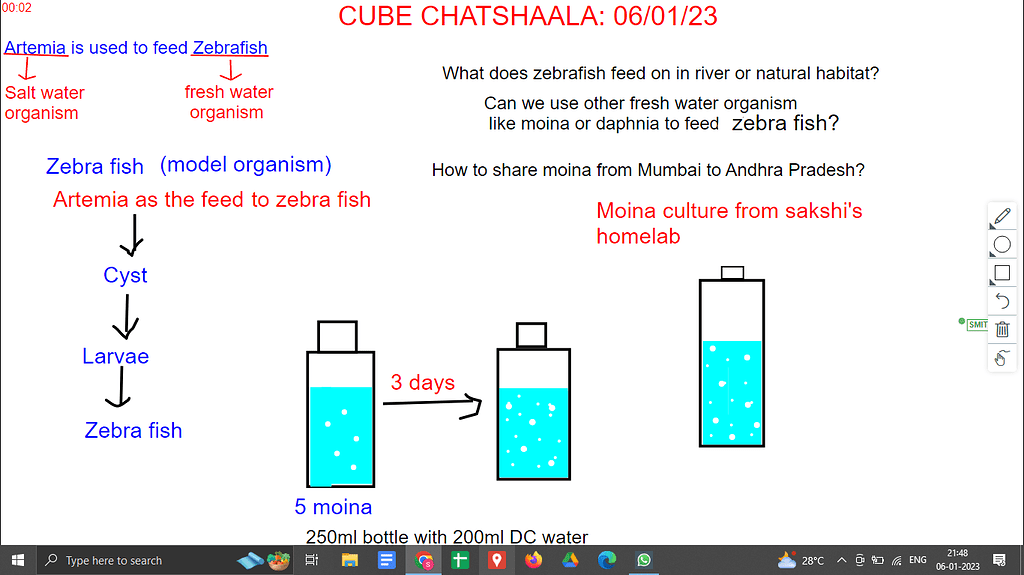 what-should-we-feed-to-our-zebrafish-cube-chat-chatshaala