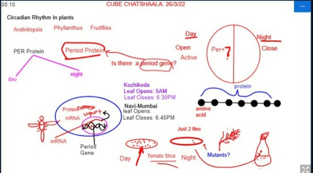 Do plants sleep at night time? Just like fruit flies, can we study