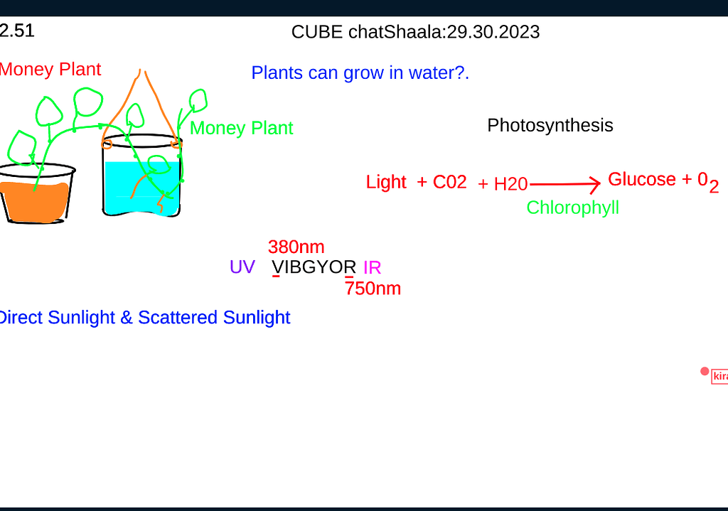 how-does-money-plant-grow-at-home-cube-chat-chatshaala