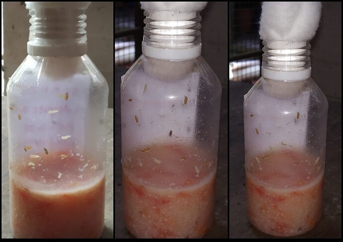 chap 3 - larvae, pupae & flies bottles300