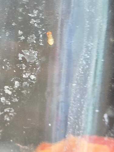 fruitfly