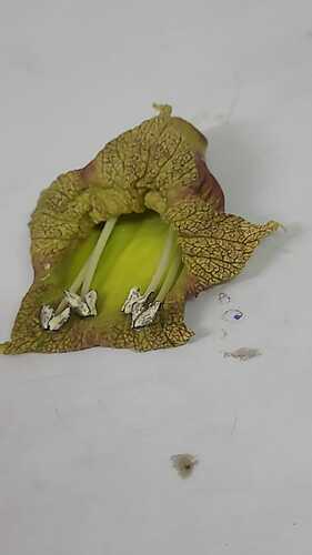 IMG-20250409-WA0060
