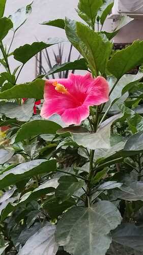 IMG-20250318-WA0000