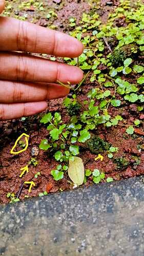IMG-20250805-WA0018