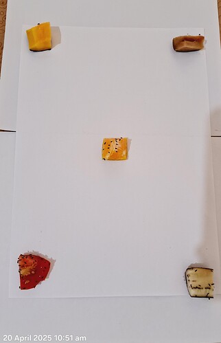 IMG-20250422-WA0079