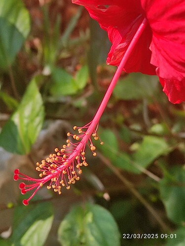IMG-20250322-WA0004