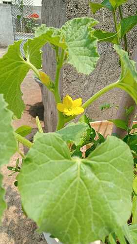 IMG-20250405-WA0037