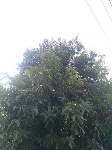 IMG-20250114-WA0103