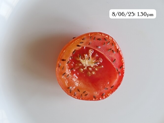 IMG-20250608-WA0042