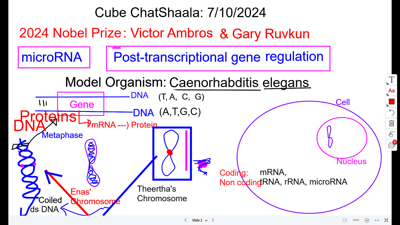 2024 Nobel Prize microRNA and posttranscriptional Gene Regulation