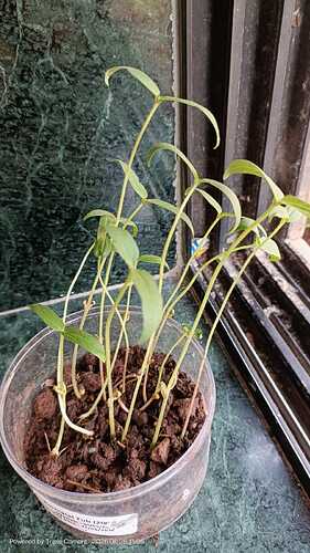 IMG-20260626-WA0046