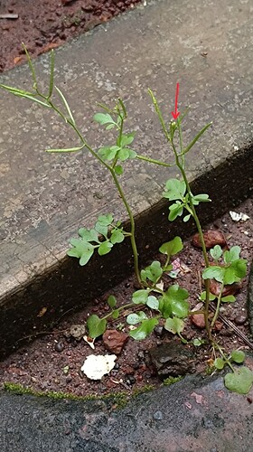 IMG-20250907-WA0086