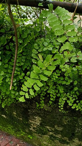 IMG-20250820-WA0037