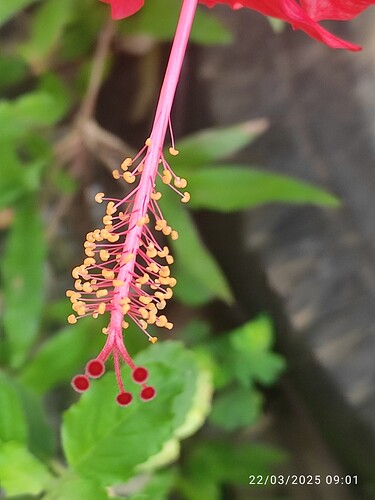 IMG-20250322-WA0003