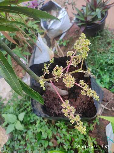 IMG-20250306-WA0070