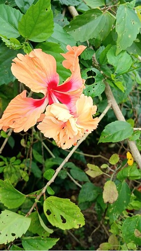 IMG-20260914-WA0035