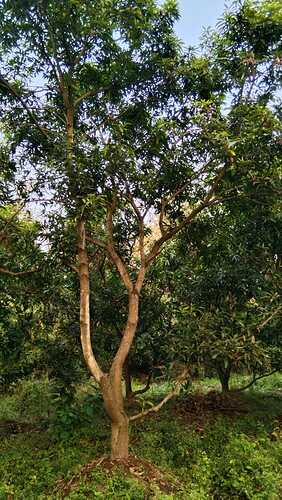 IMG-20250109-WA0123