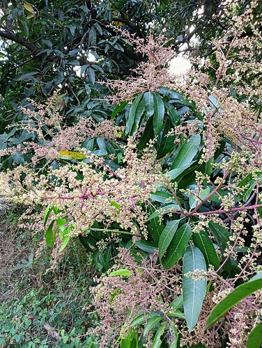 IMG-20250117-WA0114