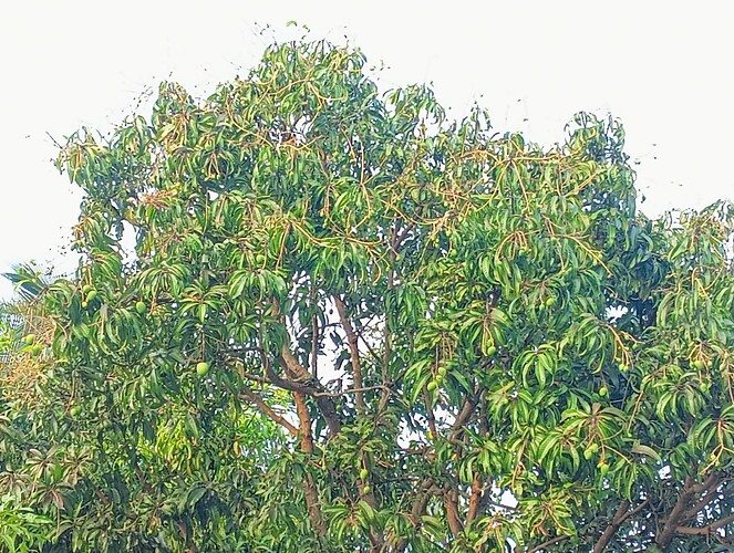 IMG-20250118-WA0036