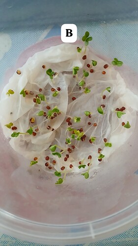 IMG-20250707-WA0010