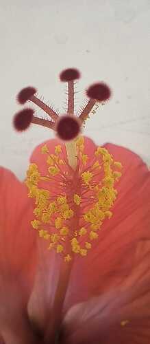 IMG-20250318-WA0005