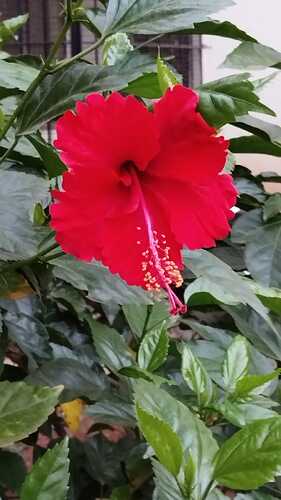 IMG-20250318-WA0001