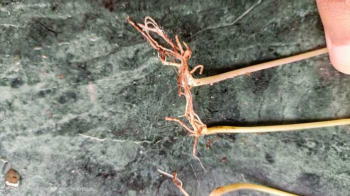 IMG-20260630-WA0029