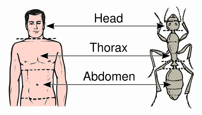 793px-Abdomen-head-thorax-en_svg