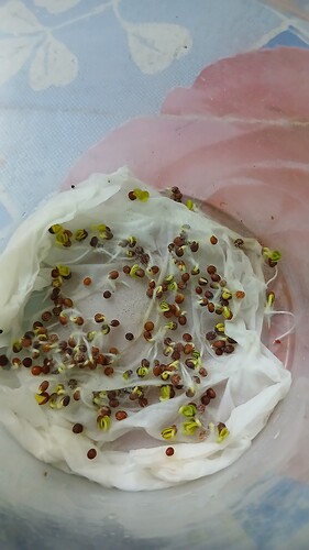 IMG-20250703-WA0013
