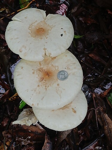 IMG-20250527-WA0063