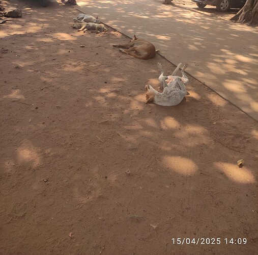 IMG-20250417-WA0014