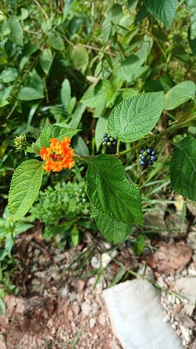 Presentation_CUBE chatShaala_2025-08-21T16_03_38.631Z