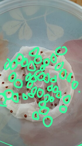 IMG-20250706-WA0005
