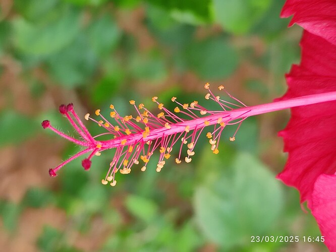 IMG-20250324-WA0004